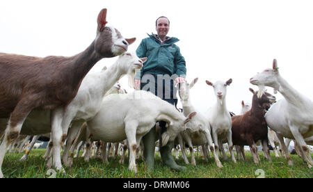 Staffordshire, UK. 12. März 2012.  Nick Brandon posiert mit seinen Ziegen.  Dies ist das erste Jahr, die Briten mehr als 2 Millionen Liter Ziegenmilch trinken will und der Bauer, Großbritanniens größte weidenden Ziegenherde hat, Dank das trockene Wetter für die Hilfe, seine Ziegen glücklich und lächelnd zu halten.  "Ziegen nicht mag Regen - wir brauchen jemand hier die ganze Zeit, für den Fall, dass es regnet," sagte Nick Brandon, 60, wer eine riesige Farmen, dreitausend starke Herde auf seiner Farm in Staffordshire. "Im Gegensatz zu Schafen, Stockfoto