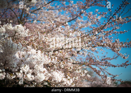 Die Blüte der fast 1700 Kirschblüten um die Tidal Basin, von denen einige über hundert Jahre alt sind, ist eine jährliche Veranstaltung im Frühjahr Washingtons und Hunderttausende von Touristen in die Stadt bringt. Stockfoto