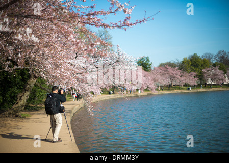 Ein Fotograf nimmt ein Foto der berühmte Kirschblütenbäume rund um das Tidal Basin in Washington DC. Die Blüte der fast 1700 Kirschblüten um die Tidal Basin, von denen einige über hundert Jahre alt sind, ist eine jährliche Veranstaltung im Frühjahr Washingtons und Hunderttausende von Touristen in die Stadt bringt. Stockfoto