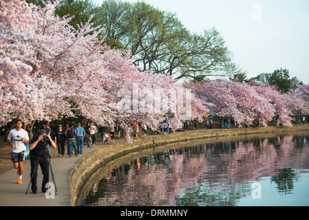 Die Blüte der fast 1700 Kirschblüten um die Tidal Basin, von denen einige über hundert Jahre alt sind, ist eine jährliche Veranstaltung im Frühjahr Washingtons und Hunderttausende von Touristen in die Stadt bringt. Stockfoto