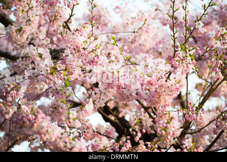 WASHINGTON DC – rosa Kirschblüten werden auf einem Baum in der Nähe des Tidal Basin in in Blüte gesehen. Die jährliche Blüte von fast 1.700 Bäumen, von denen viele Teil eines Geschenkes aus Japan im Jahr 1912 waren, zieht jedes Frühjahr Hunderttausende von Besuchern an. Stockfoto