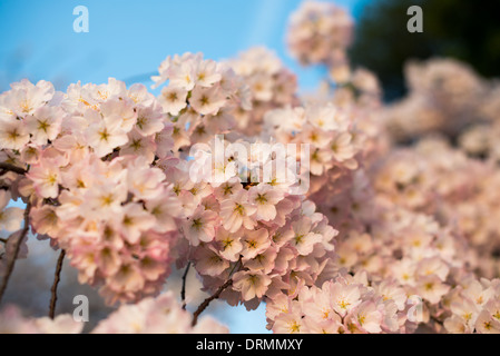 WASHINGTON DC, USA – Kirschblüten blühen rund um das Tidal Basin und bilden ein atemberaubendes Baldachin aus rosa und weißen Blüten. Dieses jährliche Spektakel verwandelt die Landschaft der Hauptstadt der Nation und zieht Besucher aus aller Welt an, um die vergängliche Schönheit des Frühlings zu erleben. Stockfoto