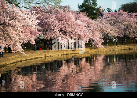 WASHINGTON DC – die Kirschblüten am Höhepunkt der Blüte säumen das Tidal Basin, deren Äste und Blüten sich im Wasser spiegeln. Besucher treffen sich auf dem Gehweg, um die Bäume zu sehen und zu fotografieren, die Teil eines japanischen Geschenkes im Jahr 1912 waren und im Mittelpunkt des jährlichen National Cherry Blossom Festival stehen. Stockfoto