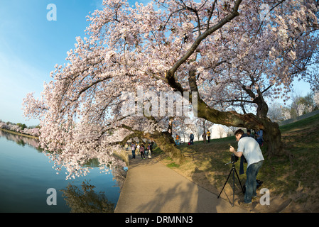 Die Blüte der fast 1700 Kirschblüten um die Tidal Basin, von denen einige über hundert Jahre alt sind, ist eine jährliche Veranstaltung im Frühjahr Washingtons und Hunderttausende von Touristen in die Stadt bringt. Stockfoto