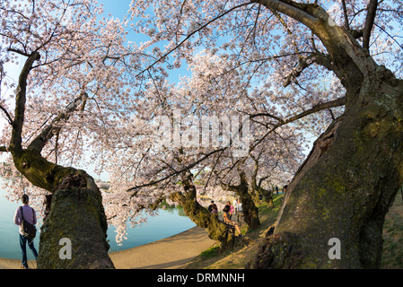 Die Blüte der fast 1700 Kirschblüten um die Tidal Basin, von denen einige über hundert Jahre alt sind, ist eine jährliche Veranstaltung im Frühjahr Washingtons und Hunderttausende von Touristen in die Stadt bringt. Stockfoto