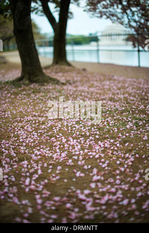 WASHINGTON DC – gefallene Kirschblüten bedecken den Boden entlang des Tidal Basin, wobei das Jefferson Memorial im Hintergrund zu sehen ist. Die jährliche Blüte der Kirschbäume, ursprünglich ein Geschenk aus Japan im Jahr 1912, ist ein großes Frühlingsereignis, das Besucher in die Hauptstadt des Landes zieht. Diese Ansicht zeigt die Bäume am Ende ihres Blütezyklus. Stockfoto