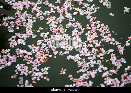 WASHINGTON DC – gefallene Kirschblüten und Blumen schweben nach der Blüte auf dem Wasser des Gezeitenbeckens. Die Blüte dieser Bäume, ursprünglich ein Geschenk aus Japan im Jahr 1912, ist ein jährliches Frühlingsereignis, das Hunderttausende von Besuchern anzieht. Stockfoto