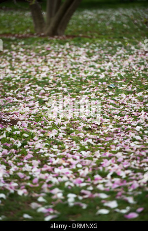 WASHINGTON DC, USA - Die Blüte der fast 1700 Kirschblüten rund um das Tidal Basin, von denen einige über ein Jahrhundert alt sind, ist eine jährliche Veranstaltung in Washington's Feder und bringt Hunderttausende von Touristen in die Stadt. Stockfoto