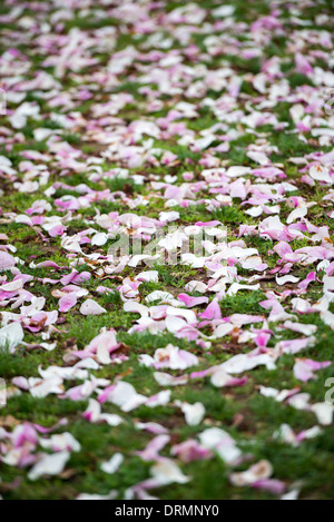 WASHINGTON DC, USA - Die Blüte der fast 1700 Kirschblüten rund um das Tidal Basin, von denen einige über ein Jahrhundert alt sind, ist eine jährliche Veranstaltung in Washington's Feder und bringt Hunderttausende von Touristen in die Stadt. Stockfoto