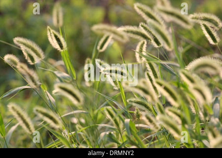 verwirrt setaria Stockfoto