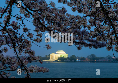 WASHINGTON, DC, Vereinigte Staaten – das Jefferson Memorial, das in der Ferne beleuchtet ist, hebt sich im Licht der Dämmerung an einem bewölkten Morgen hervor, mit blühen Kirschblüten im Vordergrund. Jedes Frühjahr ist die Blüte der fast 1700 japanischen Kirschblüten rund um das Tidal Basin (und etwa 2000 weitere in der Nähe) ein wichtiger Touristenanziehungspunkt für Washington DC. Stockfoto