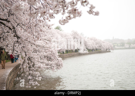 Einige der ältesten Bäume, von denen einige auf die ursprüngliche Bepflanzung im Jahr 1912 zurückgehen, Überhang des Gehweg um die Tidal Basin. Jedes Jahr im Frühling, ist das Blühen der fast 1700 japanische Kirschblütenbäume rund um das Tidal Basin (und über 2000 andere in der Nähe) eine wichtige touristische Attraktion für Washington DC. Stockfoto