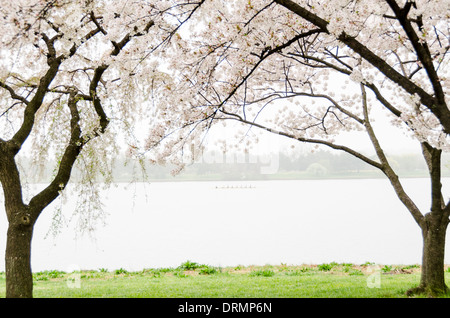 WASHINGTON, DC, USA – einige der Kirschblüten entlang des Potomac am Hains Point blicken in Richtung Arlington. In der Mitte des Rahmens trainieren Ruderer im Nebel. Jedes Frühjahr ist die Blüte der fast 1700 japanischen Kirschblüten rund um das Tidal Basin (und etwa 2000 weitere in der Nähe) ein wichtiger Touristenanziehungspunkt für Washington DC. Stockfoto