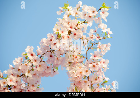 Eine Nahaufnahme von einigen der Blüten von Washingtons berühmten Kirschblüten in voller Blüte. Stockfoto