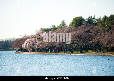 Die Blüte der fast 1700 Kirschblüten um die Tidal Basin, von denen einige über hundert Jahre alt sind, ist eine jährliche Veranstaltung im Frühjahr Washingtons und Hunderttausende von Touristen in die Stadt bringt. Stockfoto