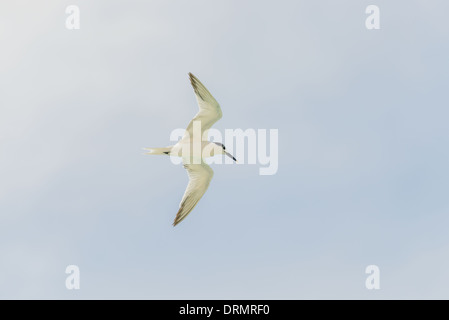 Brandseeschwalbe, Sterna Sandvicensis, Brandseeschwalbe Stockfoto
