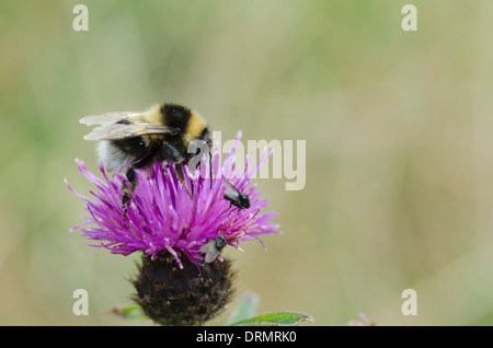 Schottische Bumble Bee Fütterung auf eine Brook Thistle. Stockfoto