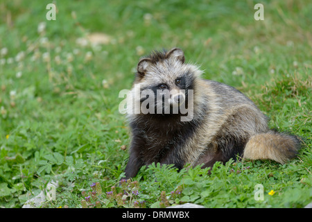 Marderhund Nyctereutes Procyonoides, Europäische Marderhund Stockfoto