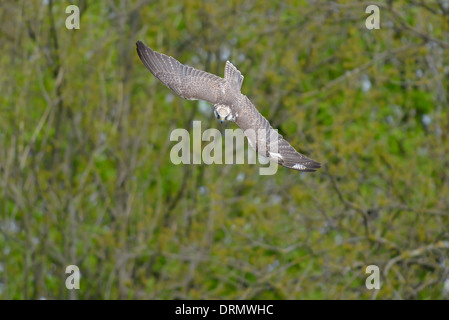 Sakerfalke Falco Cherrug, Saker Falcon Stockfoto