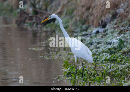 Silberreiher, Ardea Alba, Europäische Silberreiher Stockfoto