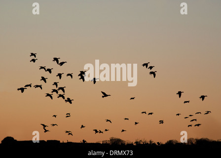 Europäische Pink-footed Gänse (Anser Brachyrhynchus) flighting im Morgengrauen Stockfoto