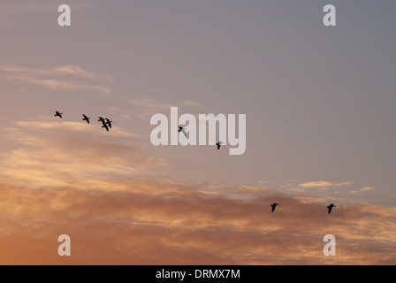 Europäische Pink-footed Gänse (Anser Brachyrhynchus) flighting im Morgengrauen Stockfoto