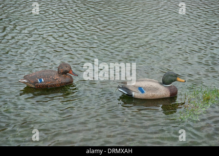 Stockente (Anas Platyrhynchos) Ente Lockvögel gesetzt auf Hochwasser Stockfoto