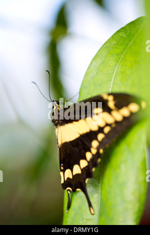 König-Schwalbenschwanz-Schmetterling Stockfoto