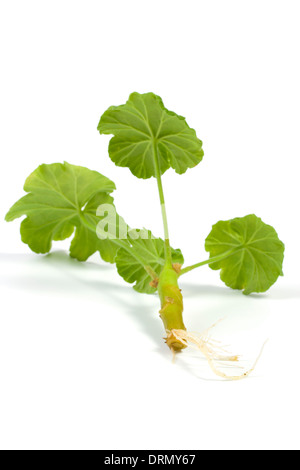 Geranien mit Wurzel isoliert auf weißem Hintergrund Stockfoto