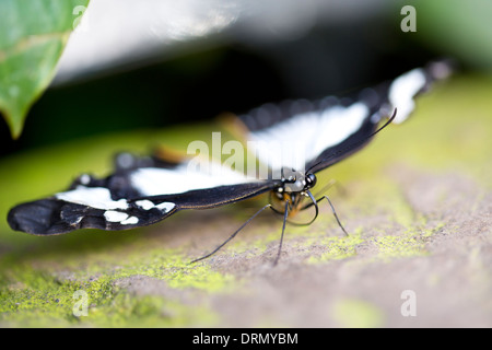 Afrikanische Schwalbenschwanz Schmetterling Stockfoto