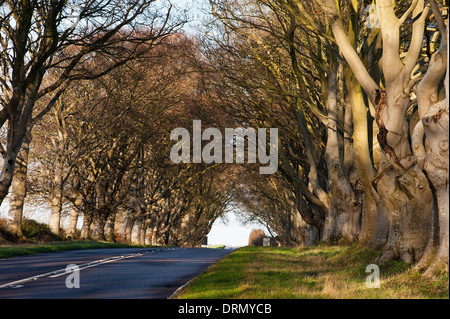 Die berühmten Buche Avenue in der Nähe von Kingston Lacy Dorset England UK Stockfoto