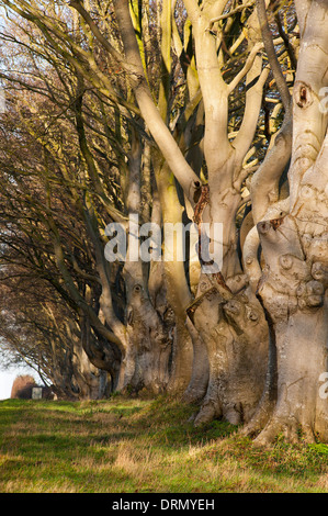 Die berühmten Buche Avenue in der Nähe von Kingston Lacy Dorset England UK Stockfoto