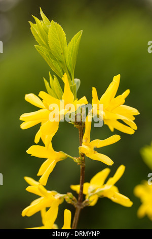 Gelbe Blumen auf grünem Hintergrund Stockfoto