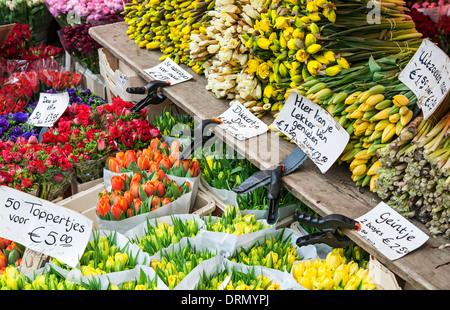 Blumen zum Verkauf, Bauernmarkt, Grote Markt, Haarlem, Niederlande Stockfoto