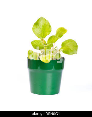 Violet in einem Topf auf einem weißen Hintergrund isoliert Stockfoto