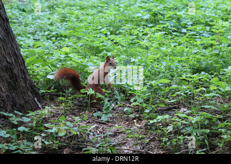 schöne Eichhörnchen in den grünen Büschen im park Stockfoto