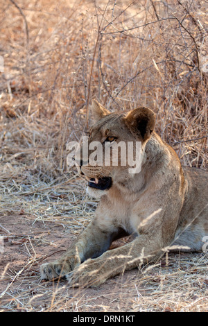 Afrikanische Löwin in Ruaha Nationalpark Tansania Afrika Stockfoto