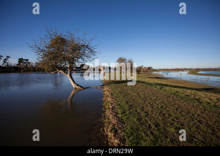 Der Fluß Parrett und Überschwemmungen bei Stathe in der Nähe von Burrowbrige auf der Somerset Levels. Stockfoto