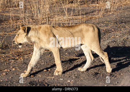 Afrikanische Löwin im Ruaha Tanzania Stockfoto