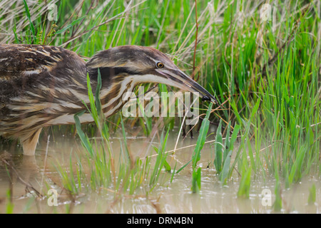 Amerikanische Rohrdommel Jagd unter hohe Gräser in einem Feuchtgebiet Prärie, Grasslands National Park Kanada Stockfoto