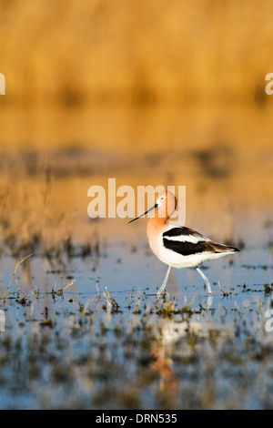 Amerikanische Säbelschnäbler in einem Prairie See bei Sonnenuntergang, Alberta, Kanada Stockfoto