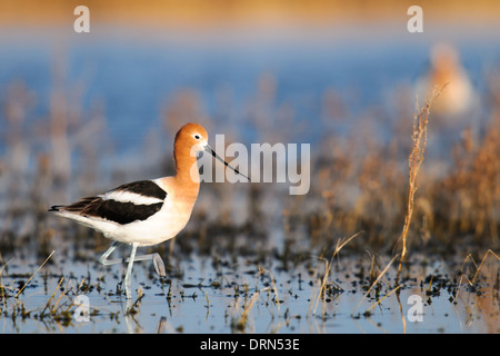 Amerikanische Säbelschnäbler in einem Prairie See bei Sonnenuntergang, Alberta, Kanada Stockfoto