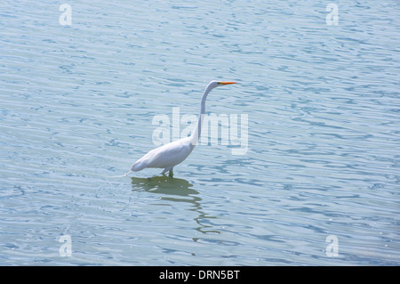 Silberreiher oder Ardea Alba Vogel waten im tropischen See Stockfoto