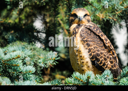 Juvenile Swainson's Hawk thront in einer Kiefer, Alberta, Kanada Stockfoto