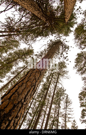 Gelb-Kiefer (Pinus Ponderosa) Wald in Zentral-Oregon in der Nähe von Schwestern Stockfoto