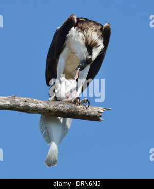 Fischadler ernähren sich von Fisch auf einem Baum Stockfoto