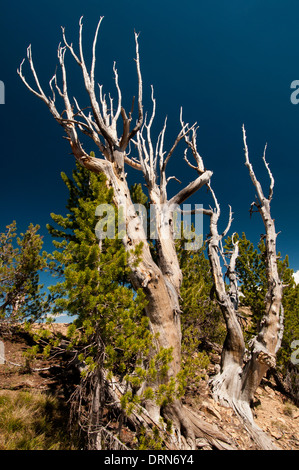 Weißstämmige Kiefer (Pinus Albicaulis) in die weiße Wolke Bergen Idaho Stockfoto