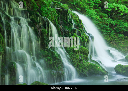 Mototaki Wasserfall und Moos bedeckt Felsen Stockfoto