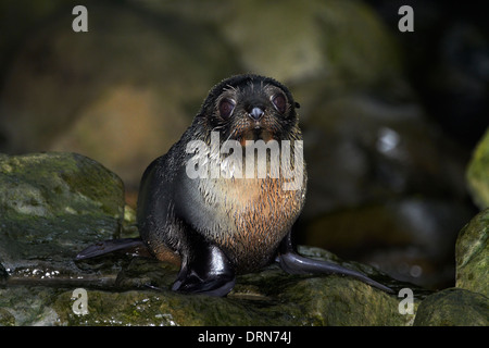 Baby NZ Seebär an Ohai Stream, Kaikoura Coast, Südinsel, Neuseeland Stockfoto