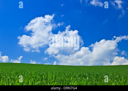 Wolken und Grünland Stockfoto